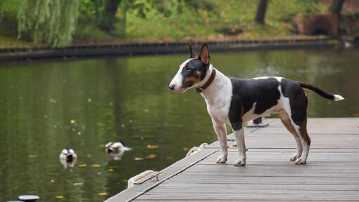 Μινιατούρα Bull Terrier που στέκεται κοντά στο νερό