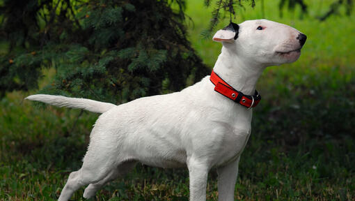 Bull Terrier που στέκεται στο γρασίδι