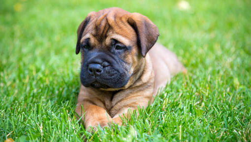 Κουτάβι Bullmastiff ξαπλωμένο στο γρασίδι