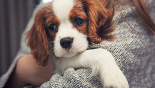 Ο Cavalier King Charles Spaniel στα χέρια του ιδιοκτήτη