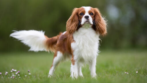 Ο Cavalier King Charles Spaniel στο γήπεδο