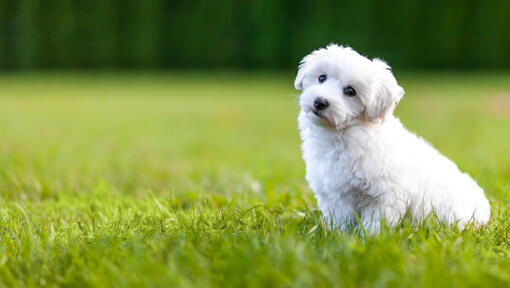 λευκό χνουδωτό Σκύλος που κάθεται στο γρασίδι