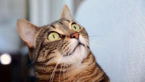 Η αιγυπτιακή γάτα Mau κοιτάζει κάτι με έκπληξη
