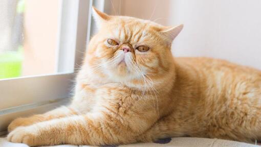 Το Exotic Shorthair είναι ξαπλωμένο στο περβάζι