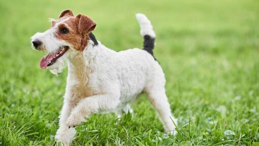 Fox Terrier με σύρμα που παίζει στο γρασίδι