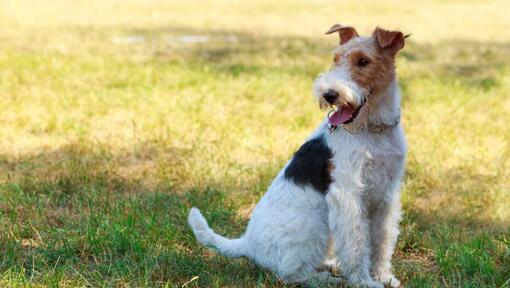 Το Fox Terrier με το Wire Coat κάθεται στο γρασίδι