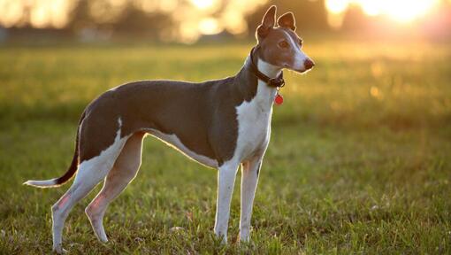 Το Greyhound στέκεται στο χωράφι σε ένα ζεστό καλοκαιρινό βράδυ