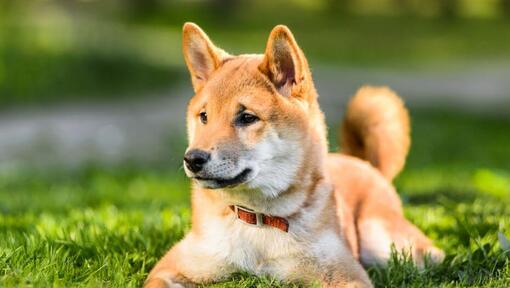 Ο Ιάπωνας Shiba Inu είναι ξαπλωμένος στο γρασίδι