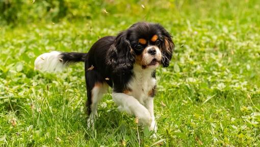 Ο King Charles Spaniel παίζει στον κήπο