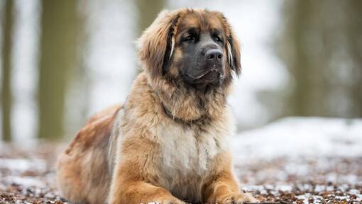 Ο Leonberger βρίσκεται κοντά σε ένα χιονισμένο δάσος