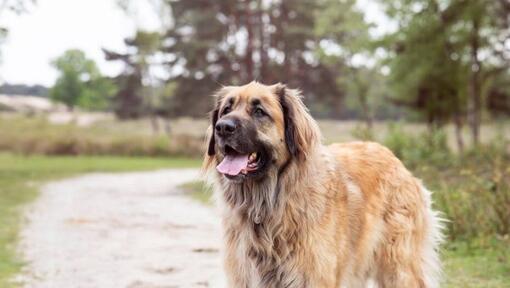 Ο Leonberger στέκεται σε ένα μονοπάτι κοντά στο δάσος