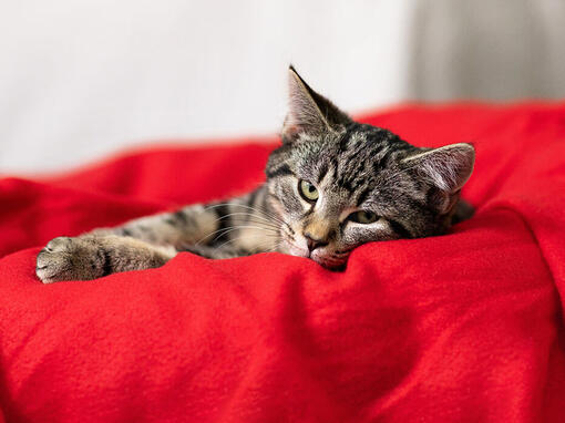 Γάτα ξαπλωμένη στο κόκκινο μαξιλάρι
