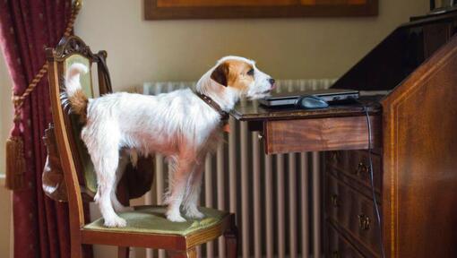 Ο Parson Russell Terrier στην καρέκλα