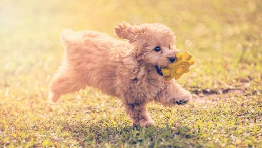 Το Poodle Toy παίζει και πηδά στον κήπο σε μια ζεστή καλοκαιρινή μέρα