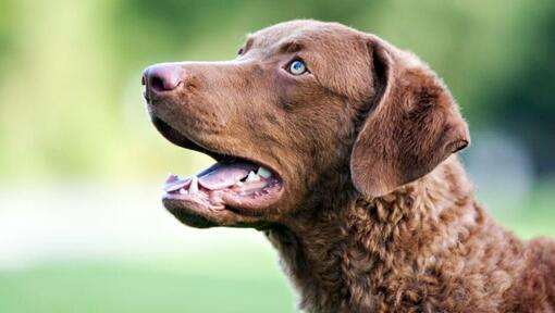 Chesapeake Bay Retriever με μπλε μάτια