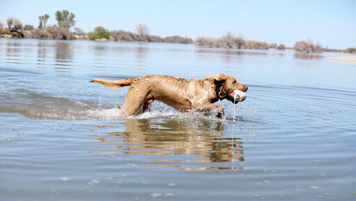 Chesapeake Bay Retriever στο νερό