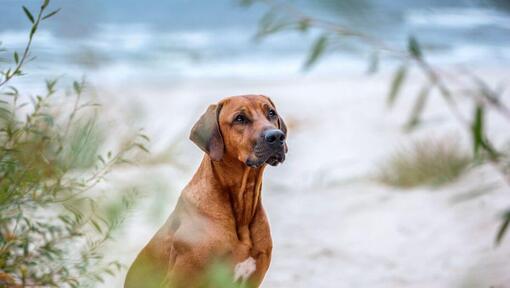 Rhodesian Ridgeback στην παραλία