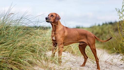 Rhodesian Ridgeback που στέκεται στην άμμο