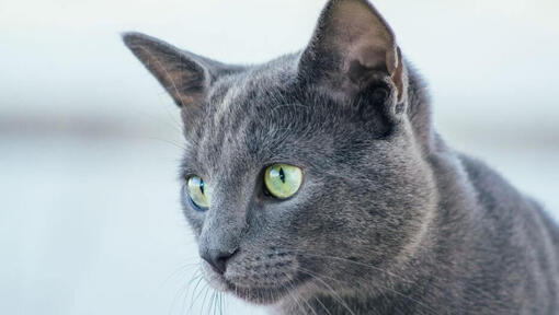 Ρωσική μπλε γάτα παρακολουθεί κάποιον