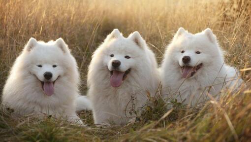 Τρία Σκύλοι Samoyed ξαπλωμένα στο χωράφι