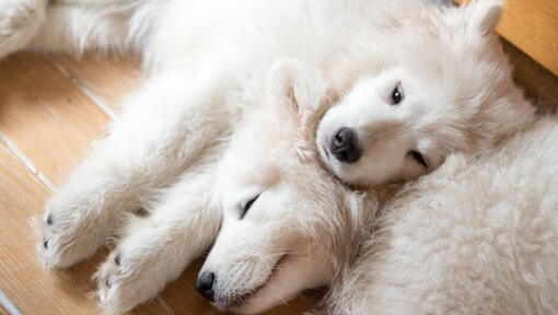 Δύο Σκύλοι Samoyed κοιμούνται