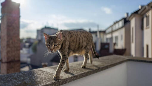 Η γάτα της σαβάνας περπατά στο μπαλκόνι