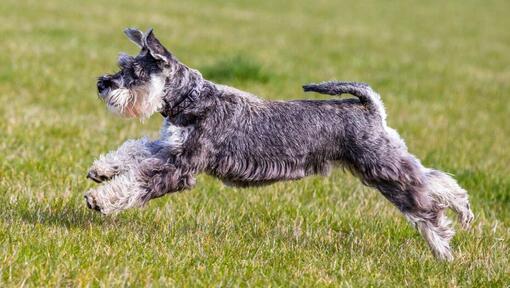 Η Schnauzer Standard παίζει και πηδά στο γρασίδι