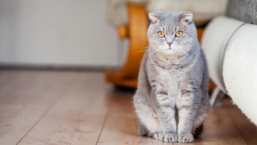 Η γάτα Scottish Fold στέκεται στο πάτωμα