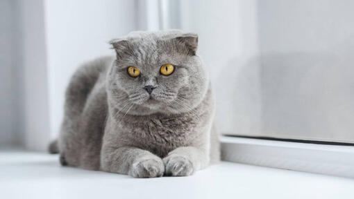 Η γάτα Scottish Fold ξαπλώνει σε ένα περβάζι