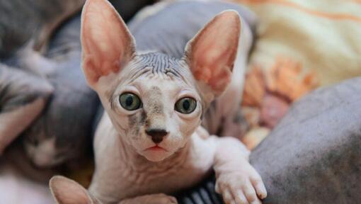 Οι γάτες Sphynx κοιμούνται στον καναπέ
