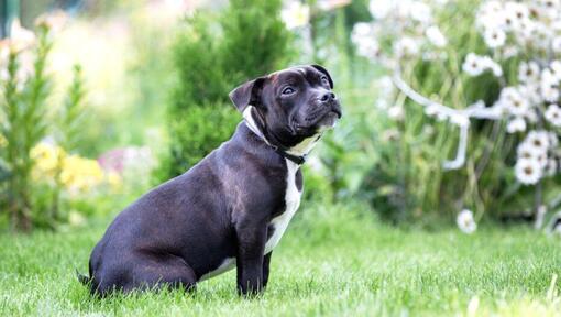 Το Staffordshire Bull Terrier κάθεται στο γρασίδι