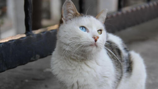 Τουρκική γάτα Van κάθεται στο μπαλκόνι