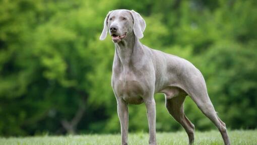 Weimaraner στο δάσος