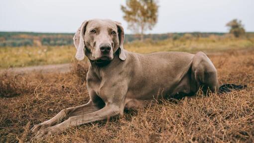 Weimaraner ξαπλωμένος στο γήπεδο