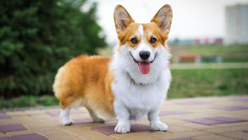 Το Welsh Corgi στέκεται και ανυπομονεί