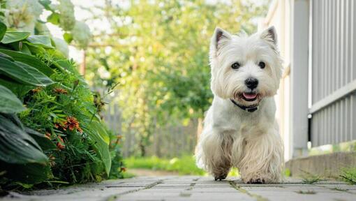 West Highland White Terrier που περπατά στην αυλή