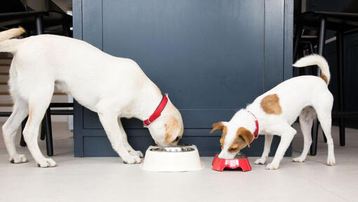 Dogs eating from bowls