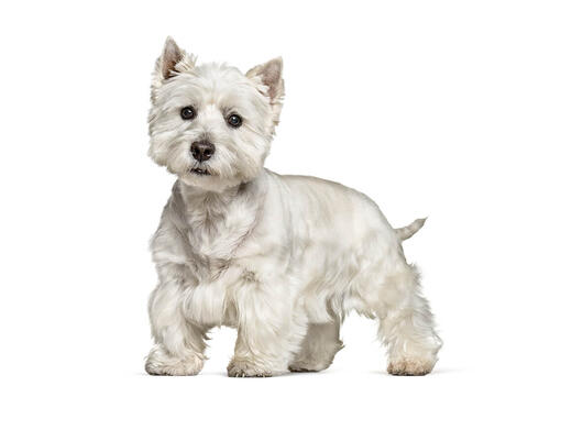 West Highland White Terrier