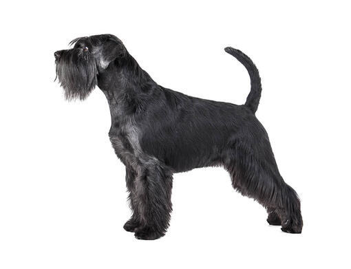 Schnauzer Standard