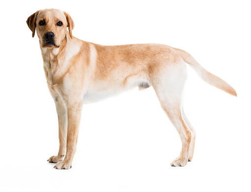 Retriever (Labrador)