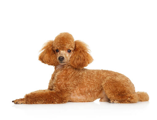 Poodle (Miniature)