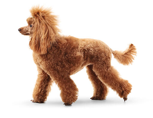 Poodle (Standard)