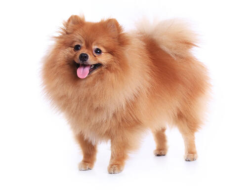 Pomeranian