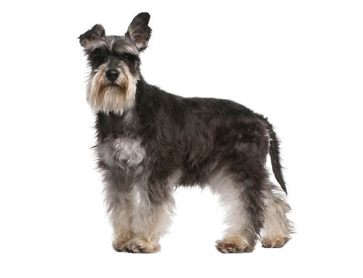 Miniature Schnauzer