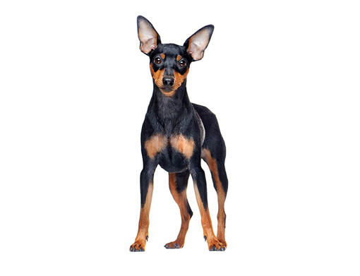 Miniature Pinscher