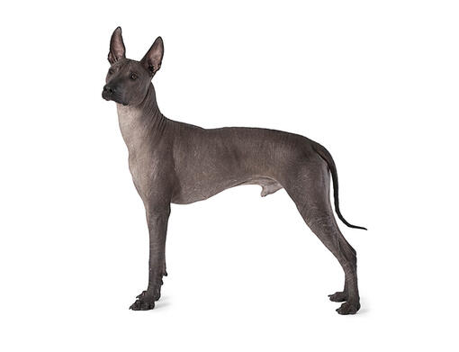 Mexican Hairless Dog