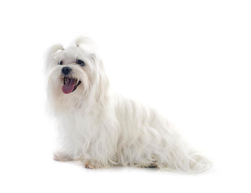 Maltese