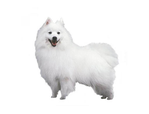 Japanese Spitz