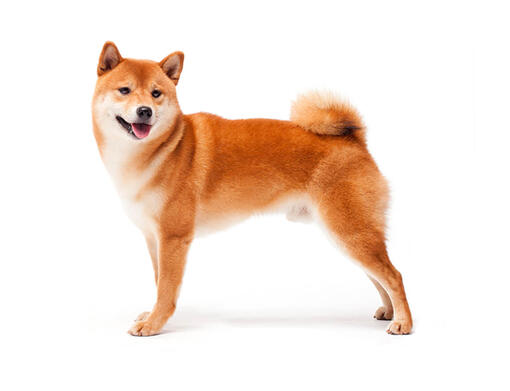 Japanese Shiba Inu