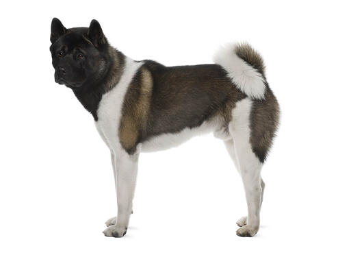 Japanese Akita